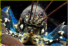 Cornwall Tourism Magazine - Lobsters antennae